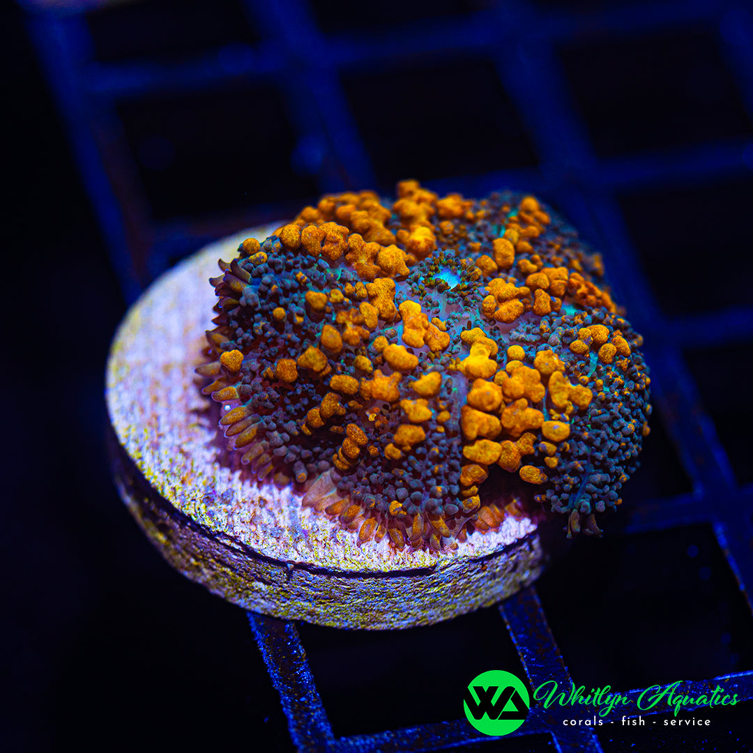 D52 - WA Sunkist Bounce Mushroom - WYSIWYG