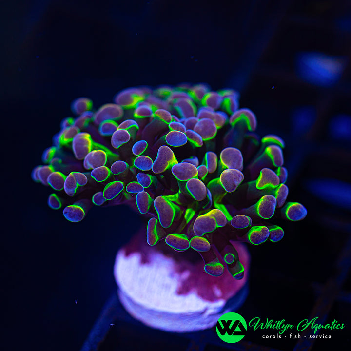 Holy Grail Branching Hammer