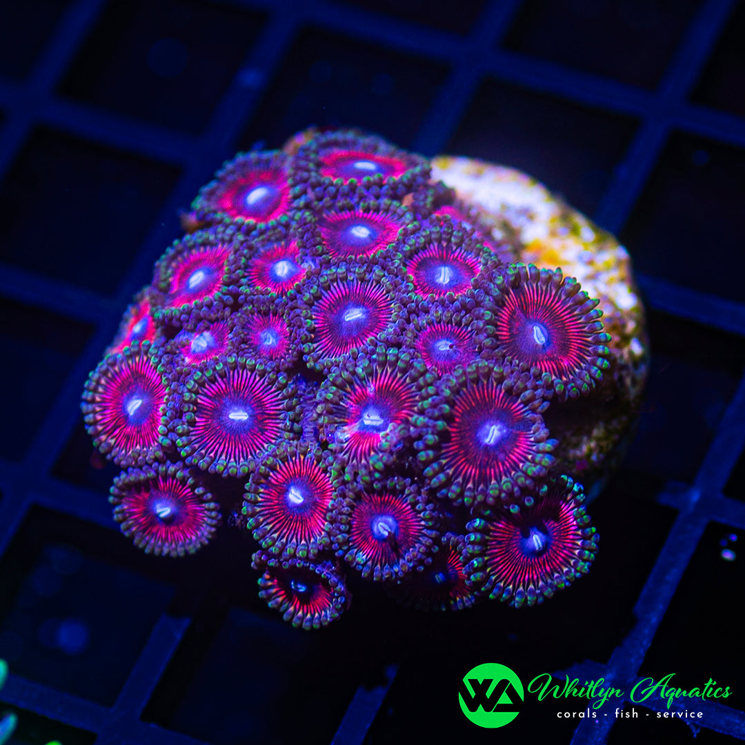 D52 - WA Fruit Juice Zoa Colony - WYSIWYG