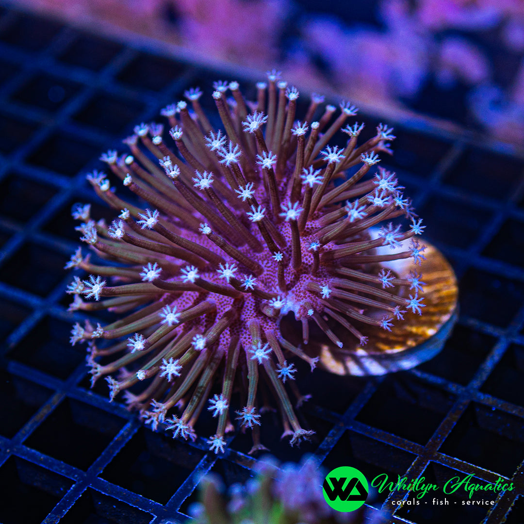 B52 - WA OG Weeping Willow Toadstool - WYSIWYG