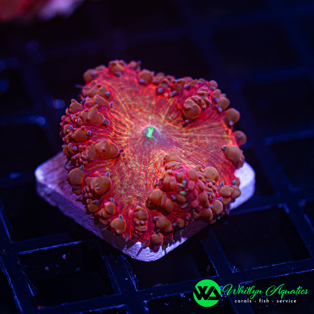 B52 - [NEW RELEASE!] WA Inferno Blaze Blasto - WYSIWYG
