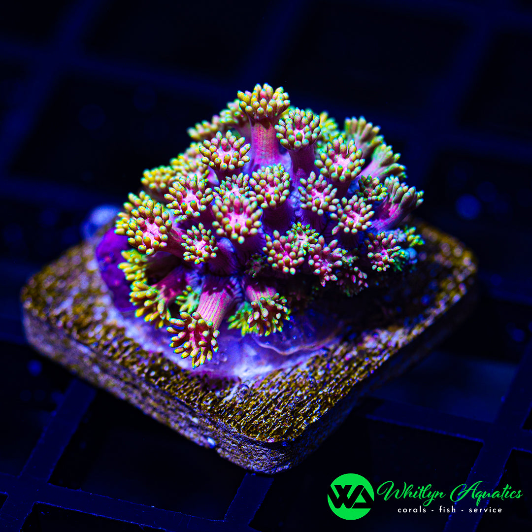 D52 - WA Pink Lemonade Goni - WYSIWYG