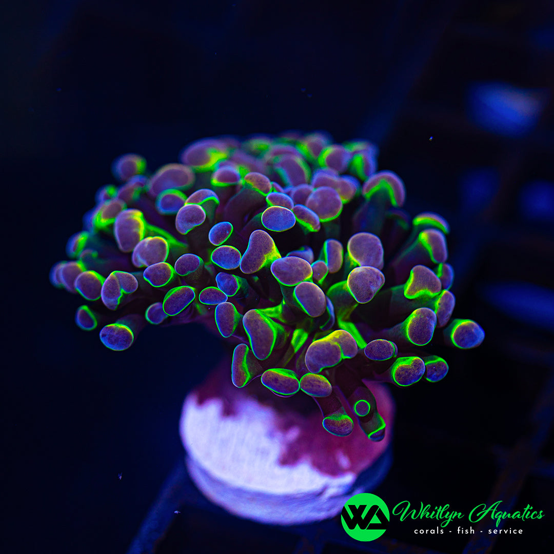 B52 - WA Holy Grail Branching Hammer - WYSIWYG