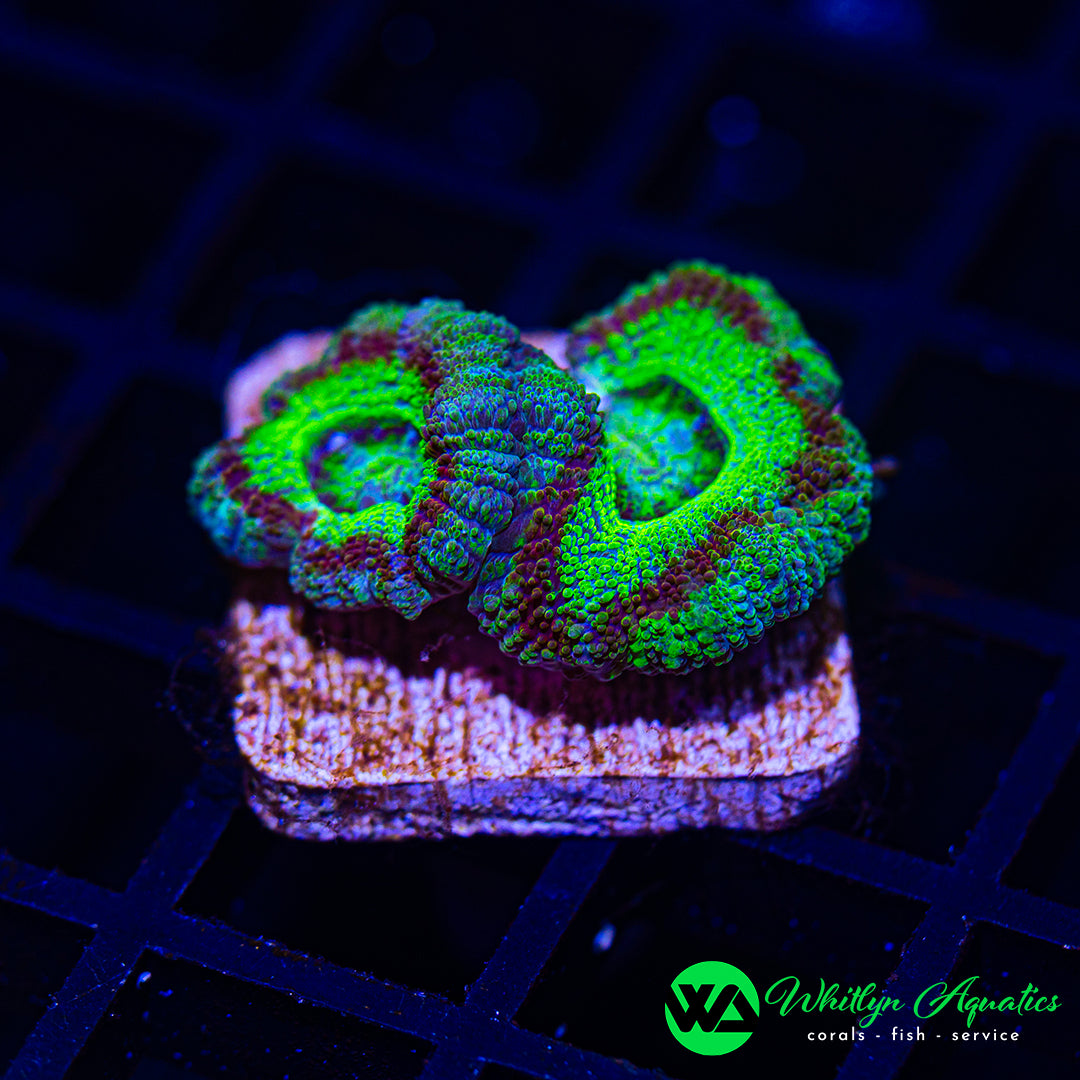 A52 - WA Jungle Fire Asian Acan - WYSIWYG