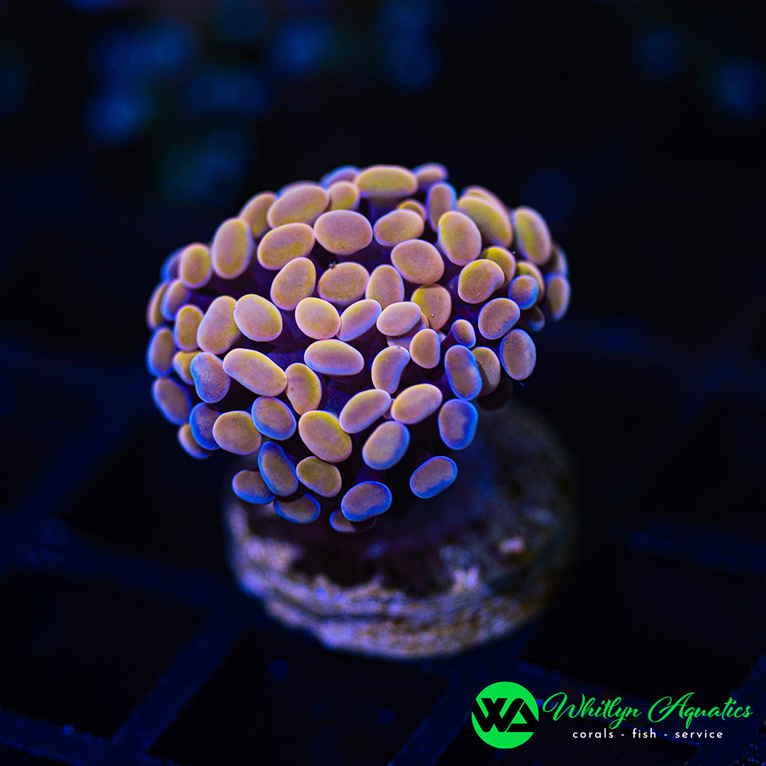 B53 - WA Orange Crush Hammer - WYSIWYG