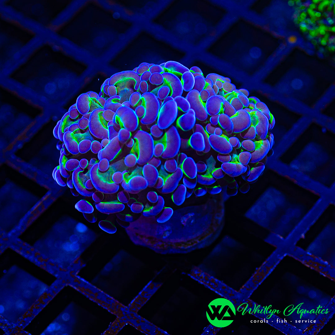 D53 - WA Hologram Branching Hammer - WYSIWYG