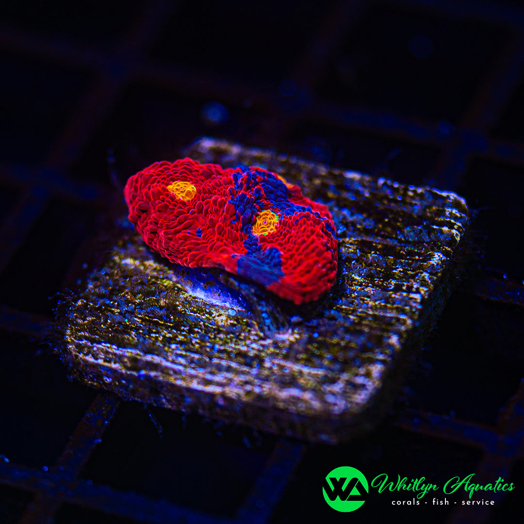 A50 - WA Superman Chalice - WYSIWYG
