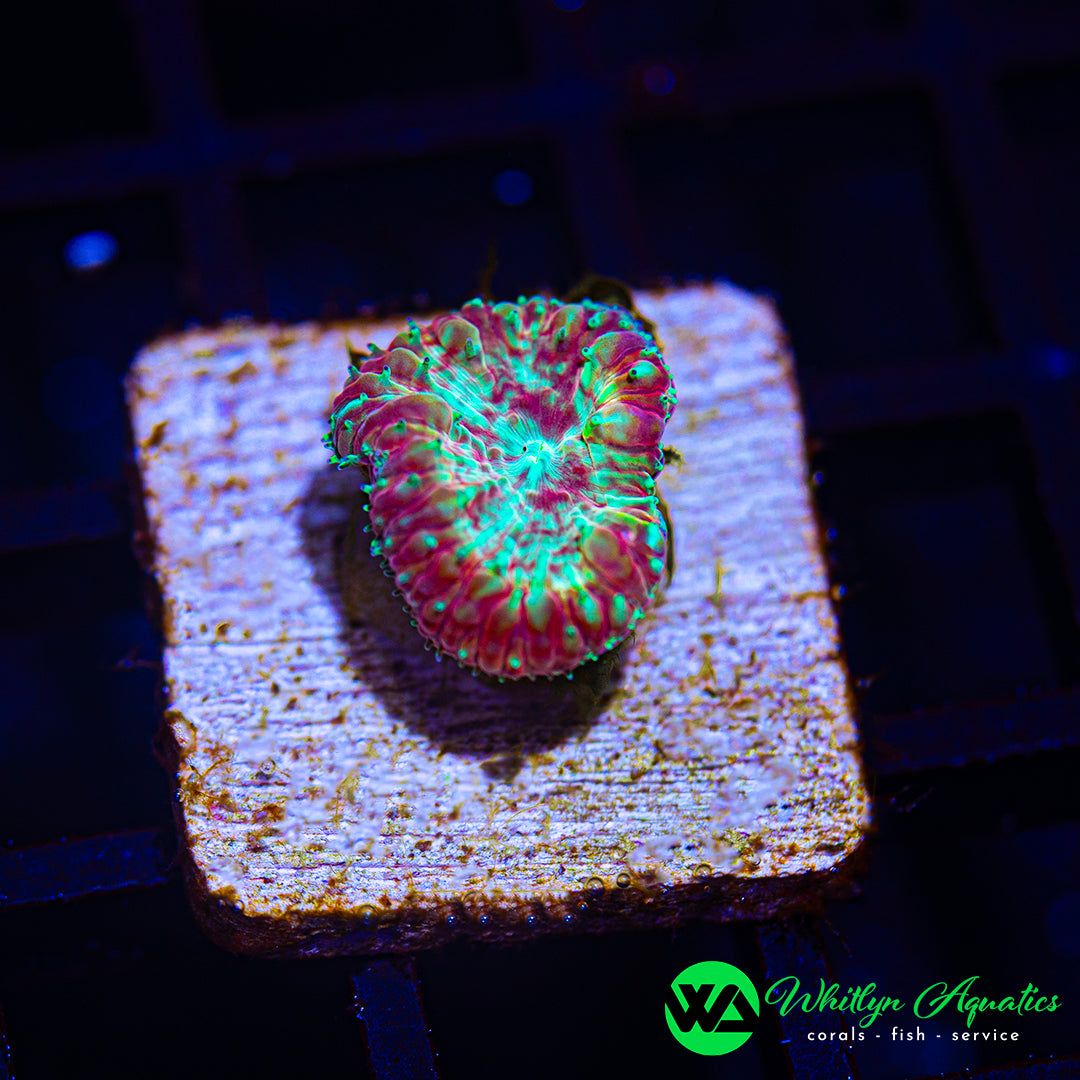 B53 - [NEW RELEASE!] WA Blood Shot Blasto - WYSIWYG