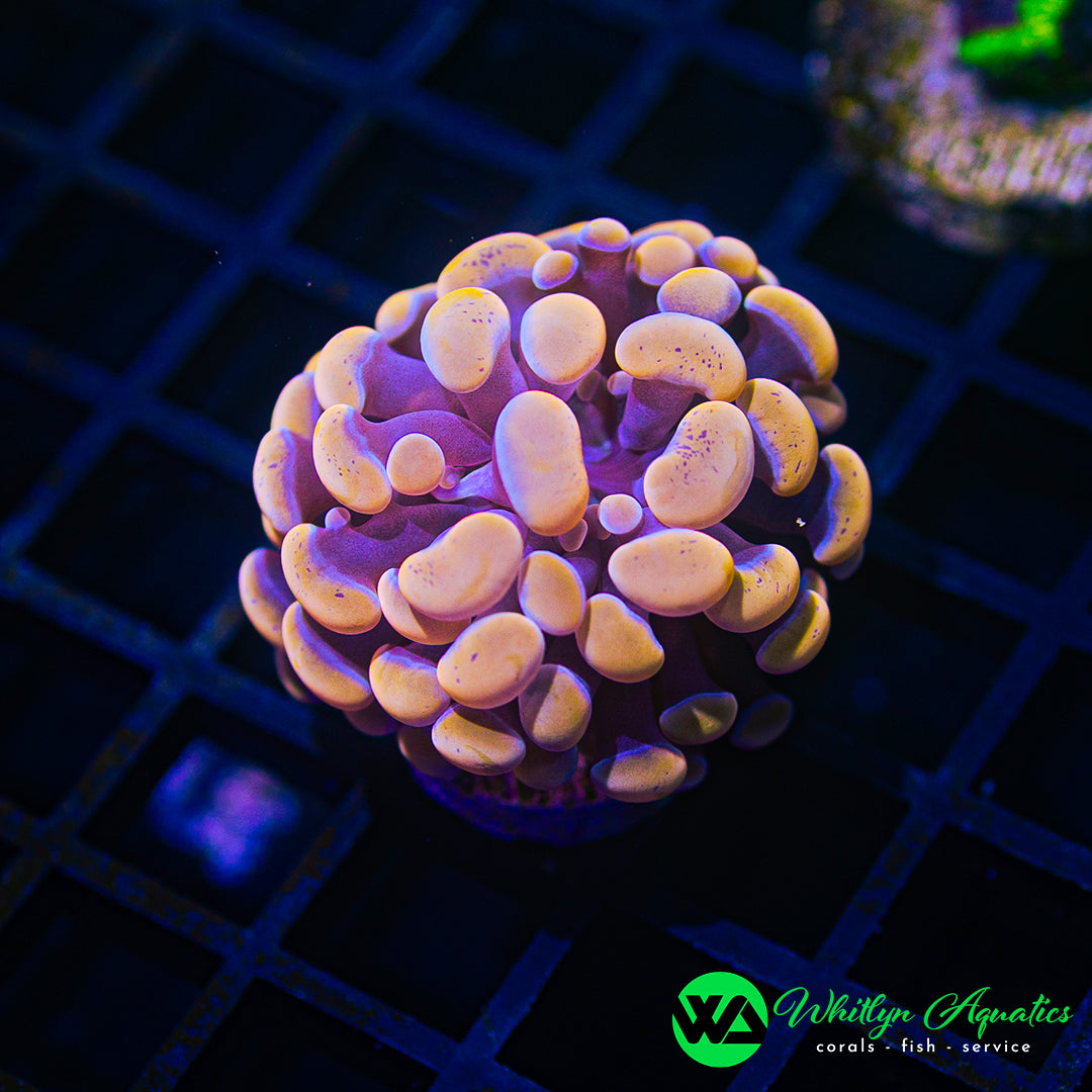 D53 - WA Orange Crush Hammer - WYSIWYG