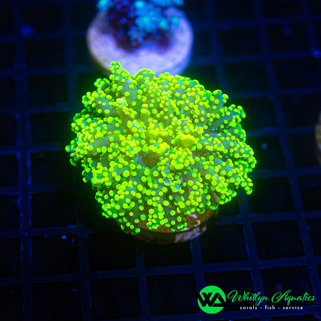 A53 - WA High Voltage Octospawn - WYSIWYG