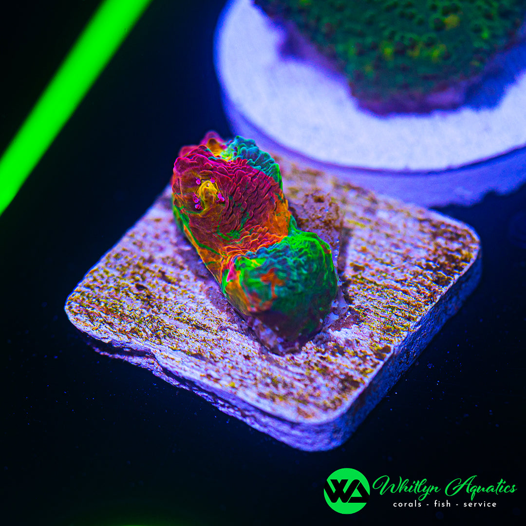 B53 - WA Jellybean Chalice - WYSIWYG