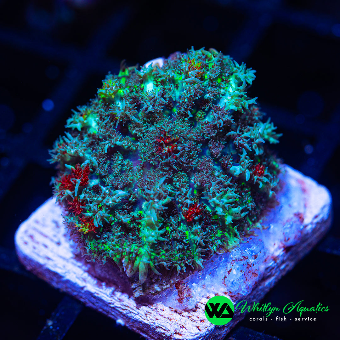 D54 - [NEW RELEASE!] WA Zombified Hairy Mushroom - WYSIWYG