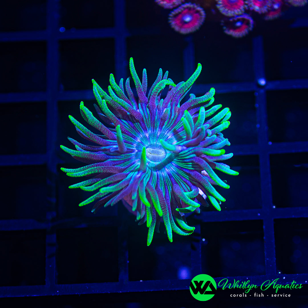 D54 - WA Blue Diamond Duncan - WYSIWYG
