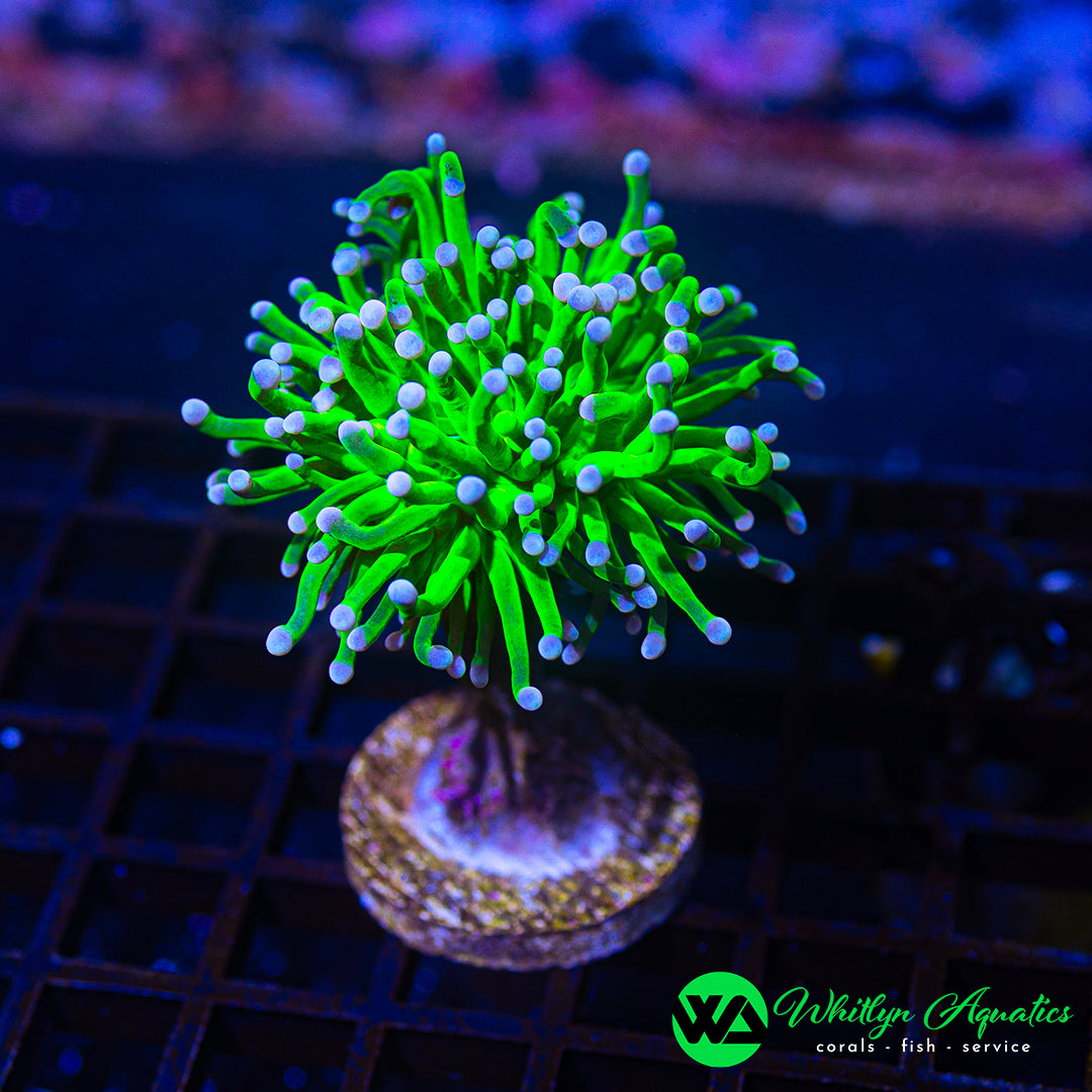 A54 - WA Cotton Candy Torch - WYSIWYG