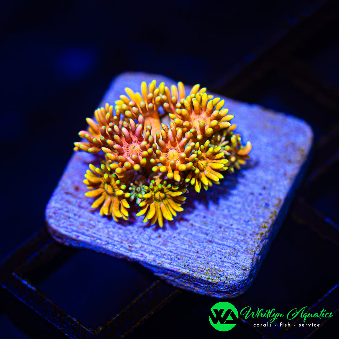D54 - [NEW RELEASE!] WA Burning Daisy Goni - WYSIWYG