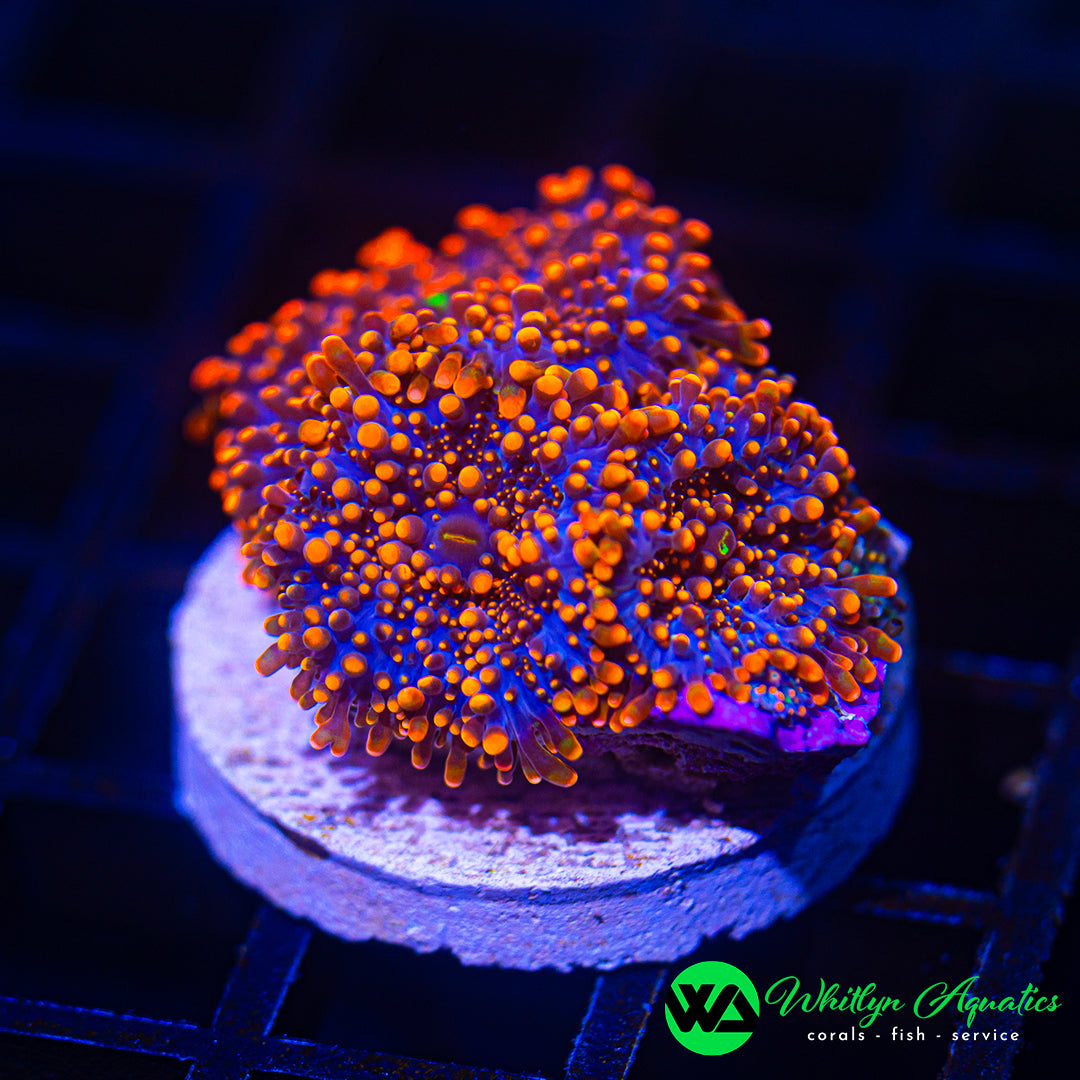 D54 - WA XXL Pumpkin King Ricordea - WYSIWYG