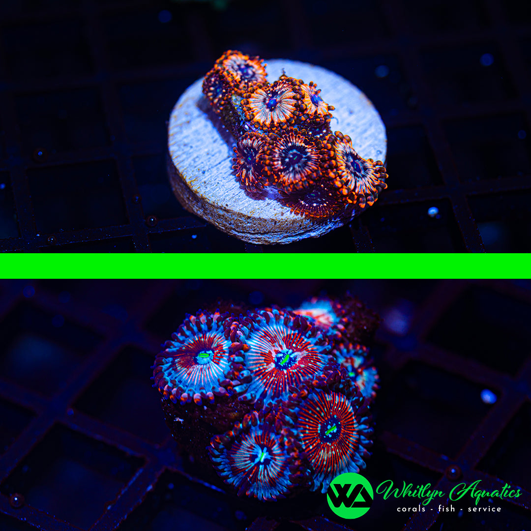 B54 - WA SETS! Utter Chaos Zoa + White Zombie Zoa - WYSIWYG (2 Pieces! 1 Price!)