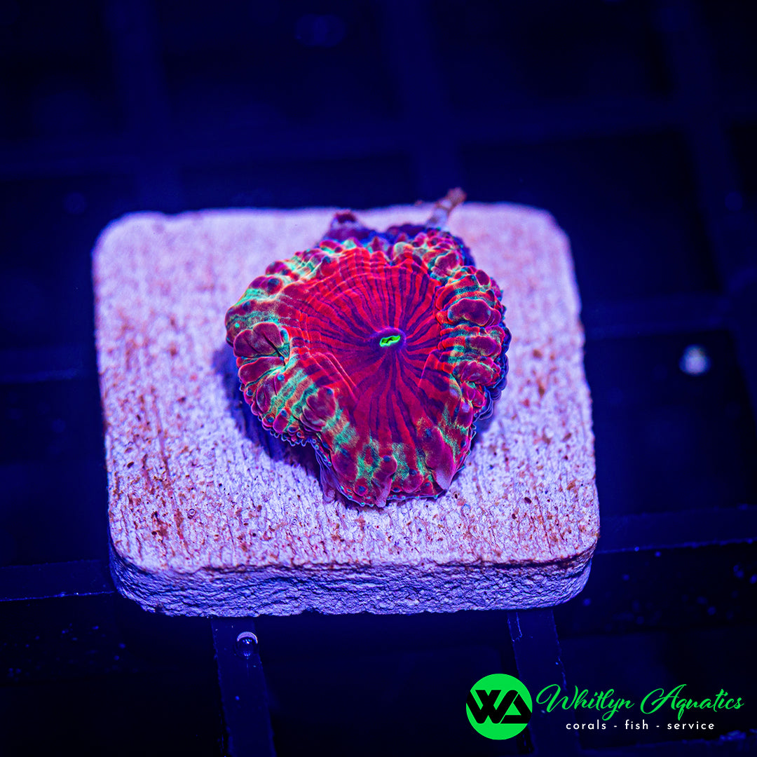 B54 - [NEW RELEASE!] WA Blood Moon Blasto - WYSIWYG