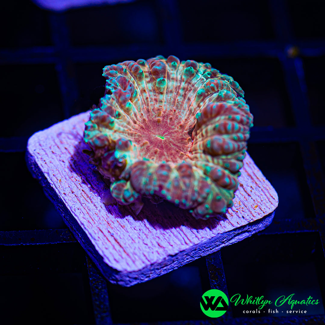 D54 - [NEW RELEASE!] WA Sunburnt Blasto - WYSIWYG