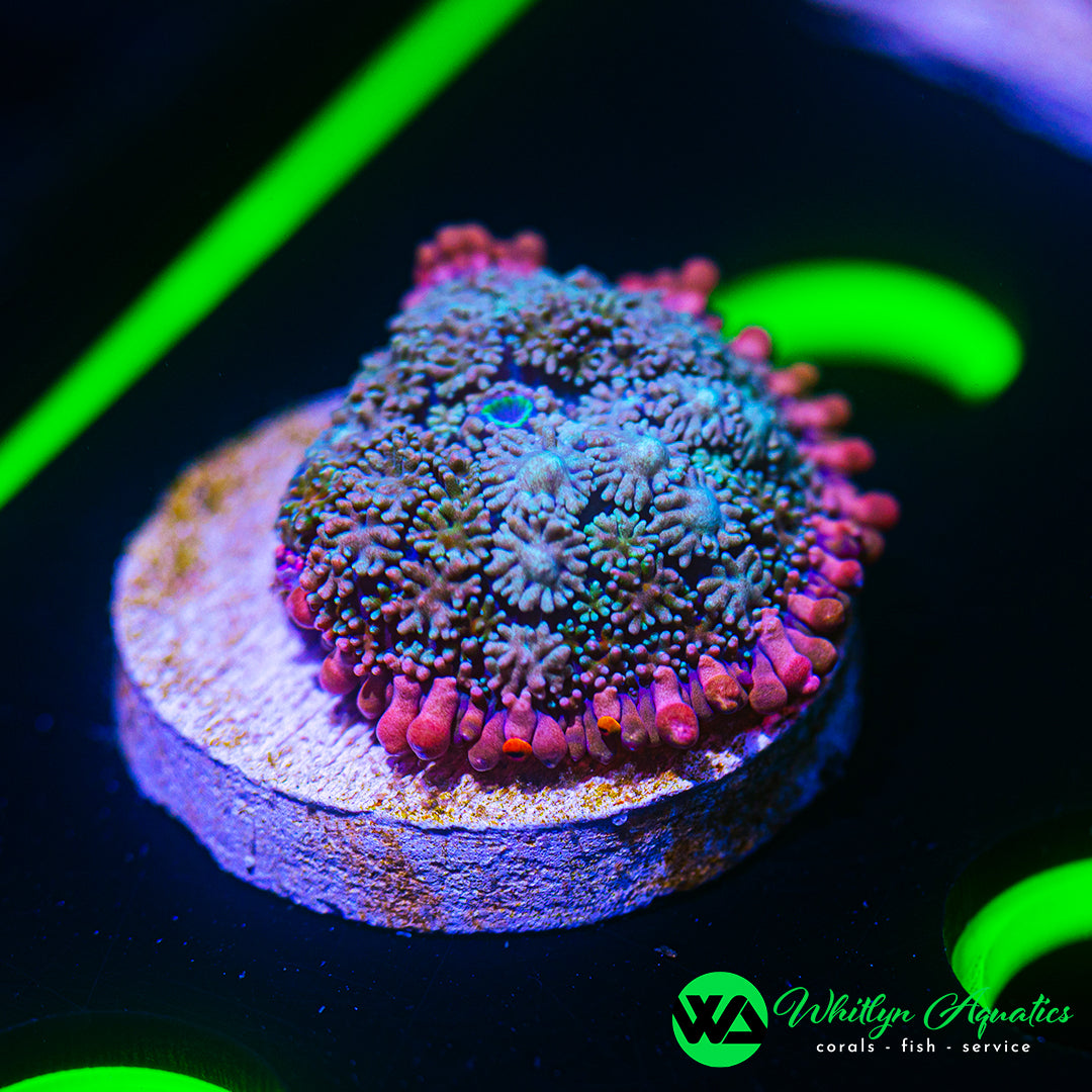 B54 - WA Frankenstein Bounce Mushroom - WYSIWYG