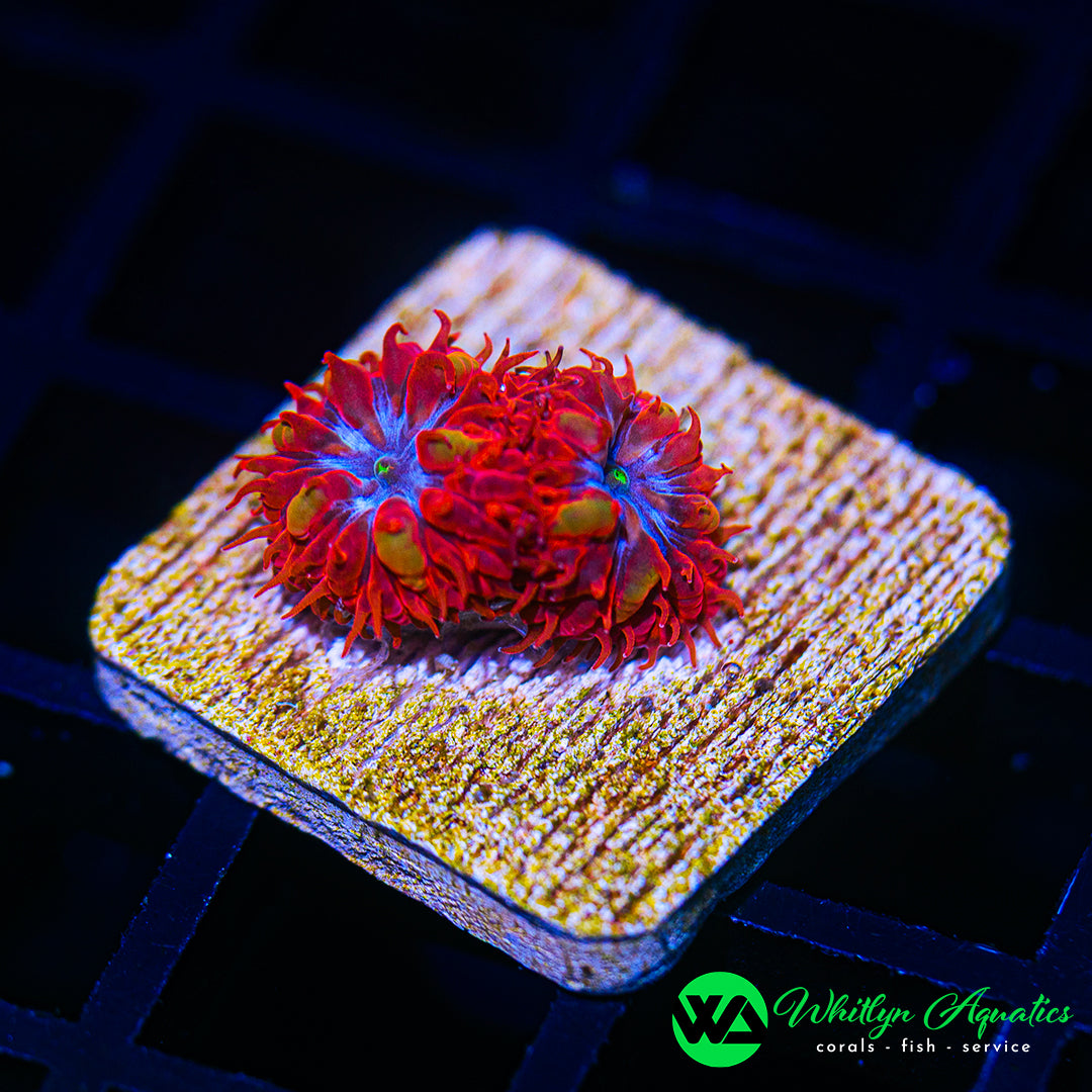 D55 - [NEW RELEASE!] WA Frozen Flame Blasto - WYSIWYG