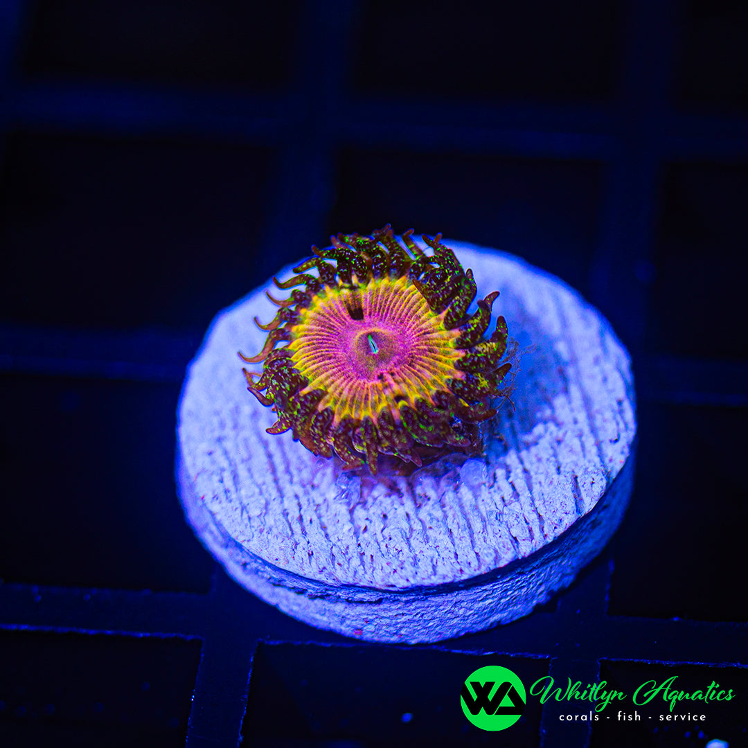 D55 - WA Kamikaze Kush Zoanthid - WYSIWYG