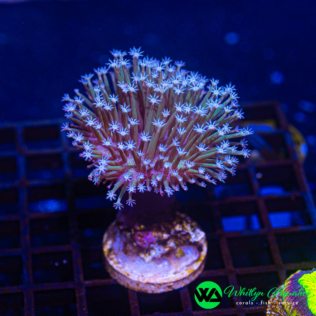 A55 - WA OG Weeping Willow Toadstool - WYSIWYG
