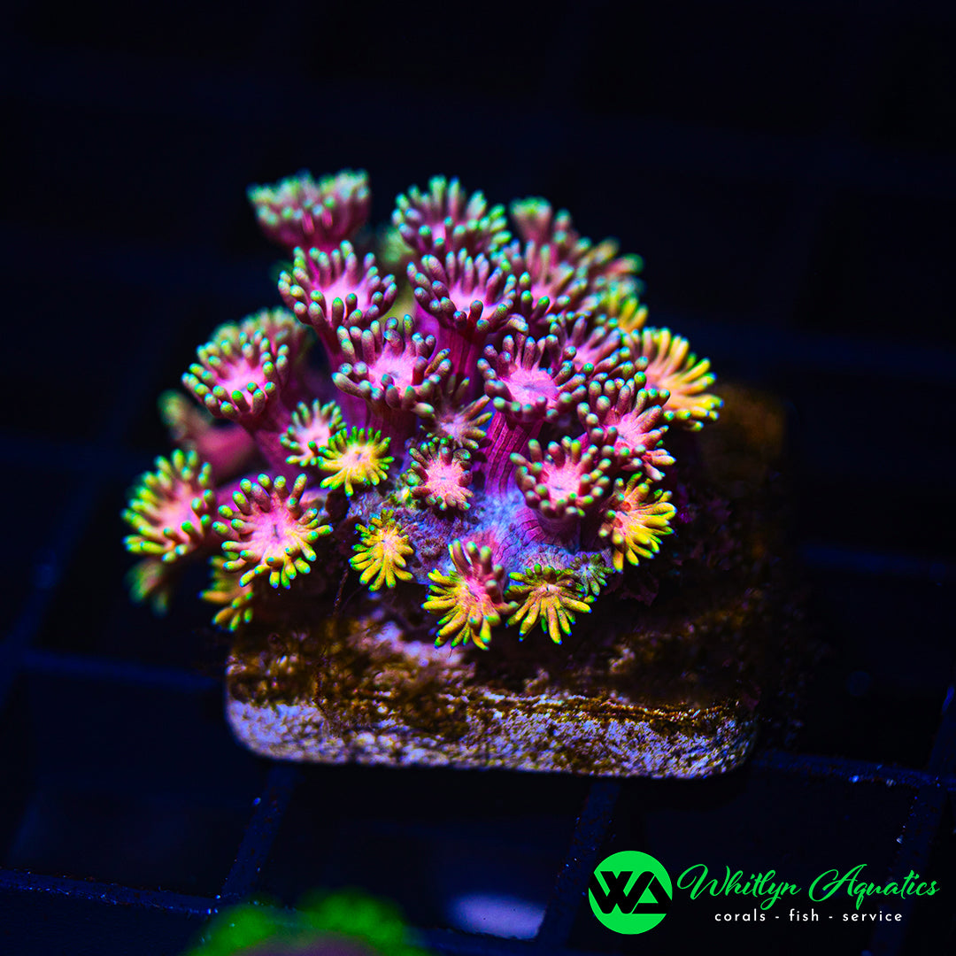 D55 - WA Painted Splash Goni - WYSIWYG