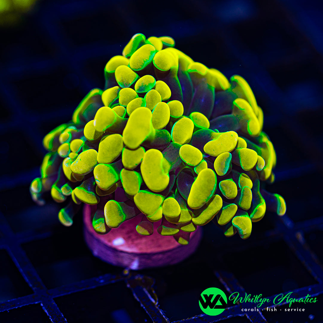 D55 - [NEW RELEASE!] WA Golden Holy Grail Branching Hammer - WYSIWYG
