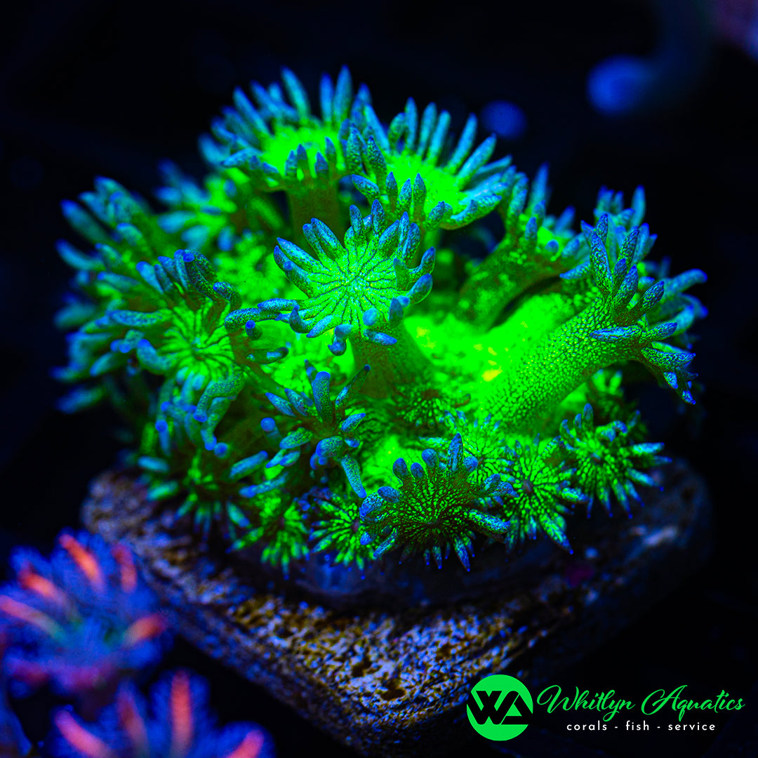 D56 - WA Nuclear Glitter Bomb Goni - WYSIWYG