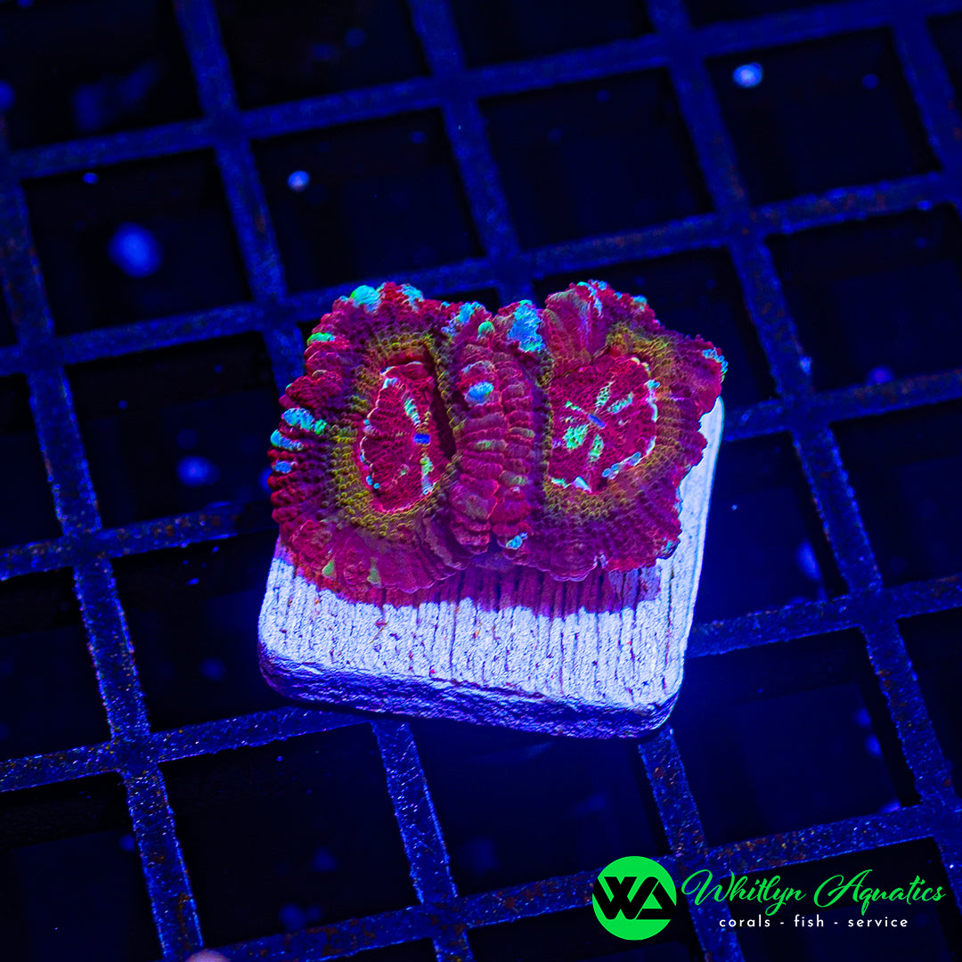 B56 - WA Neon Safari Asian Acan  - WYSIWYG