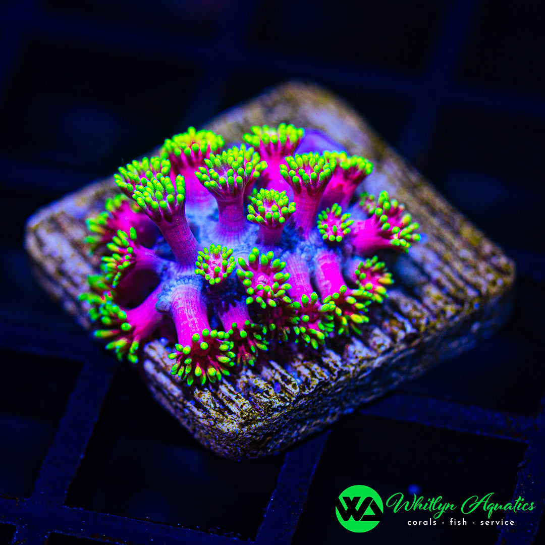 D56 - WA Blazing Hot Pink Goni   - WYSIWYG