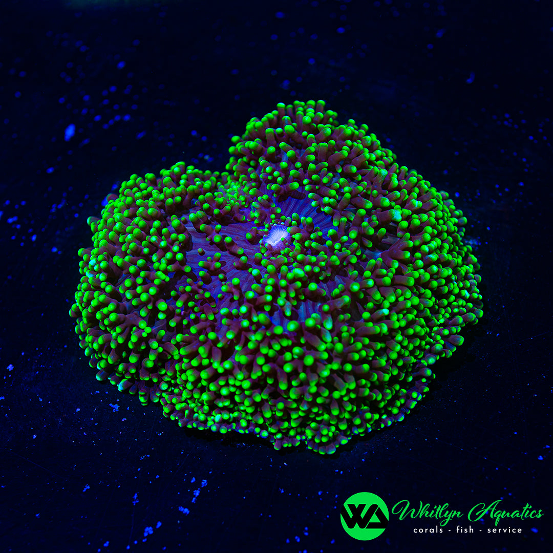 D56 - [NEW RELEASE!] WA XL Firefly Mushroom   - WYSIWYG