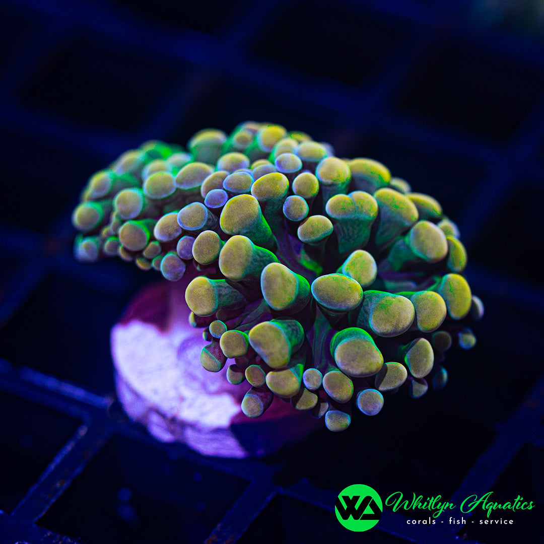 A56 - [NEW RELEASE!] WA Lucky Charms Hammer - WYSIWYG