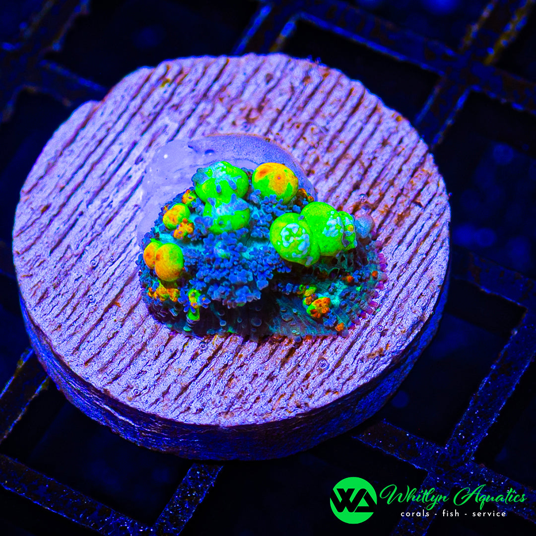 D57 - WA OG Baby Bounce Mushroom - WYSIWYG