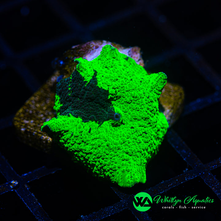 Kryptonite Jawbreaker Mushroom