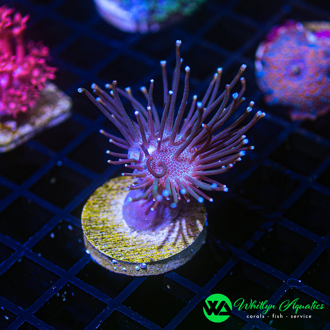WA Whomping Willow Toadstool (Aquacultured)