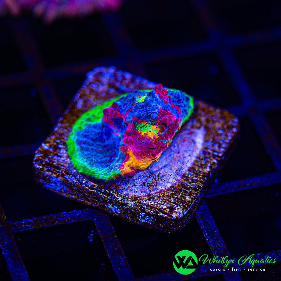 A57 - WA Jellybean Chalice - WYSIWYG