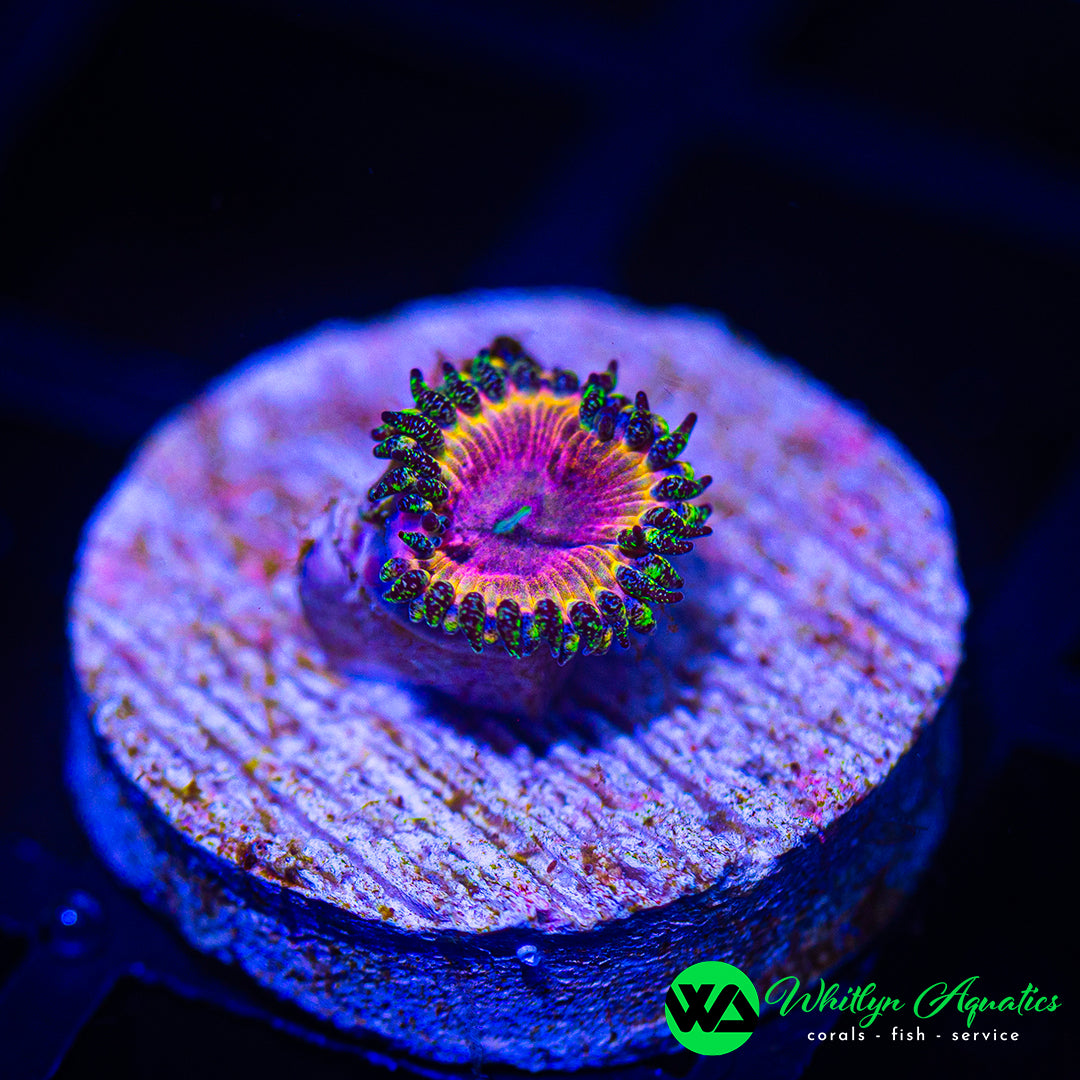 D57 - WA Kamikaze Kush Zoanthid - WYSIWYG