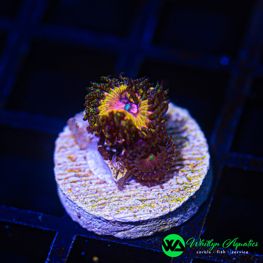 D57 - WA Kamikaze Kush Zoanthid - WYSIWYG