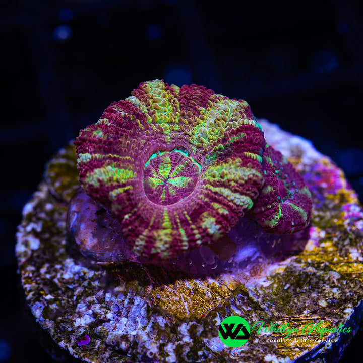 WA Red Velvet Asian Acan