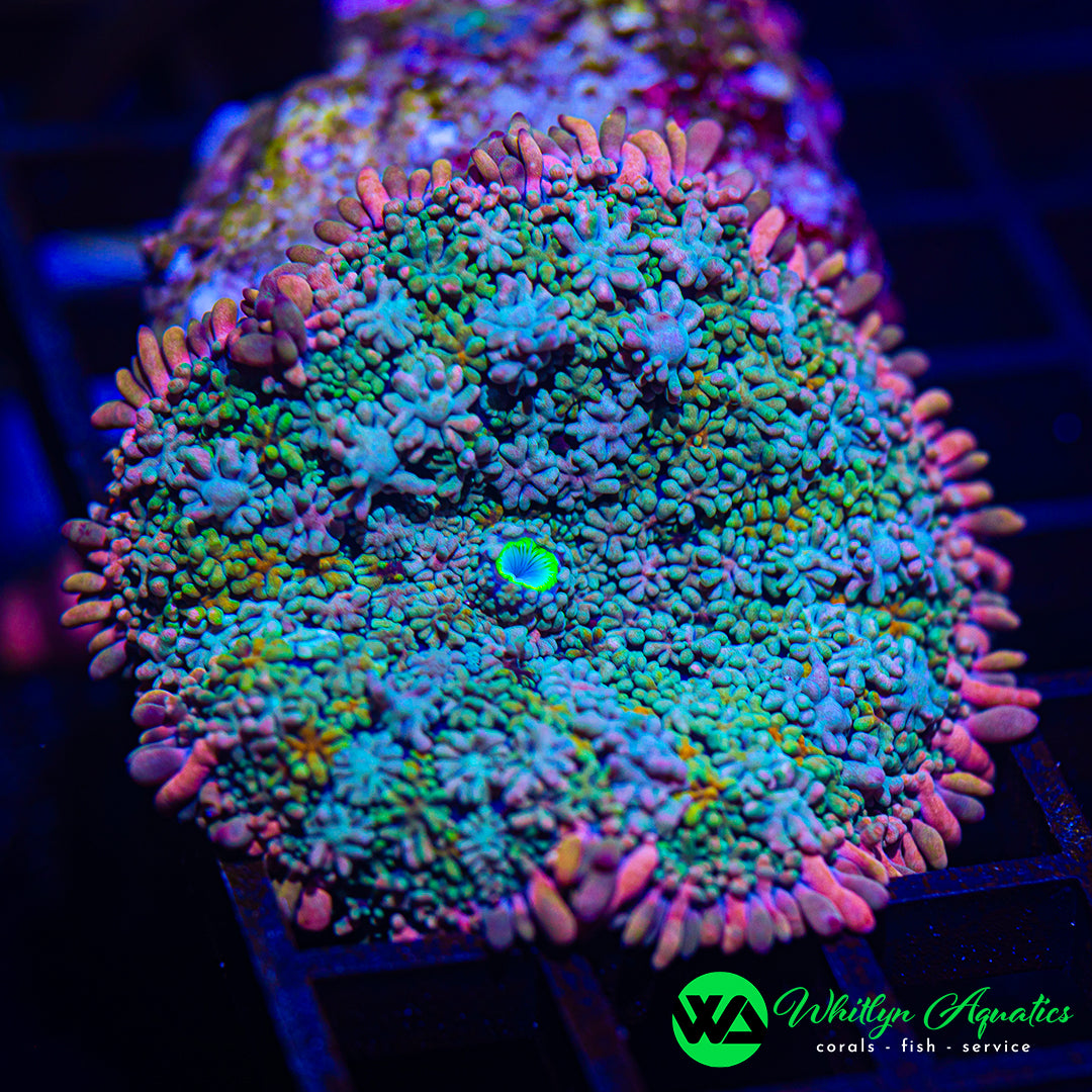 A58 - WA Frankenstein Bounce Mushroom - WYSIWYG