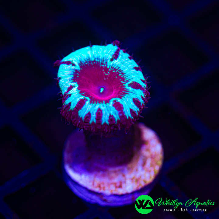 WA Bullseye Blasto