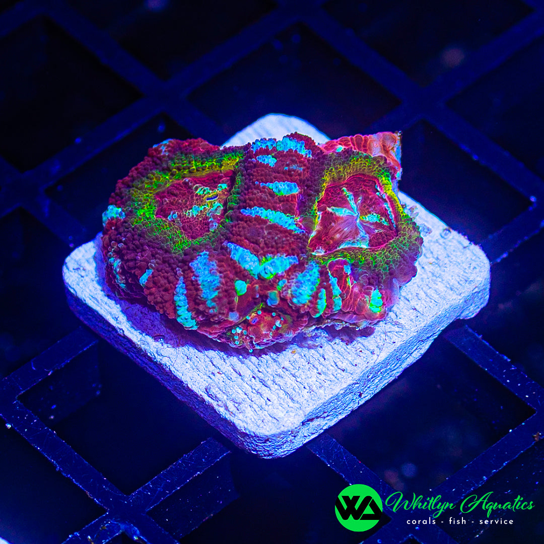 B58 - [NEW RELEASE!] WA Neon Safari Asian Acan - WYSIWYG