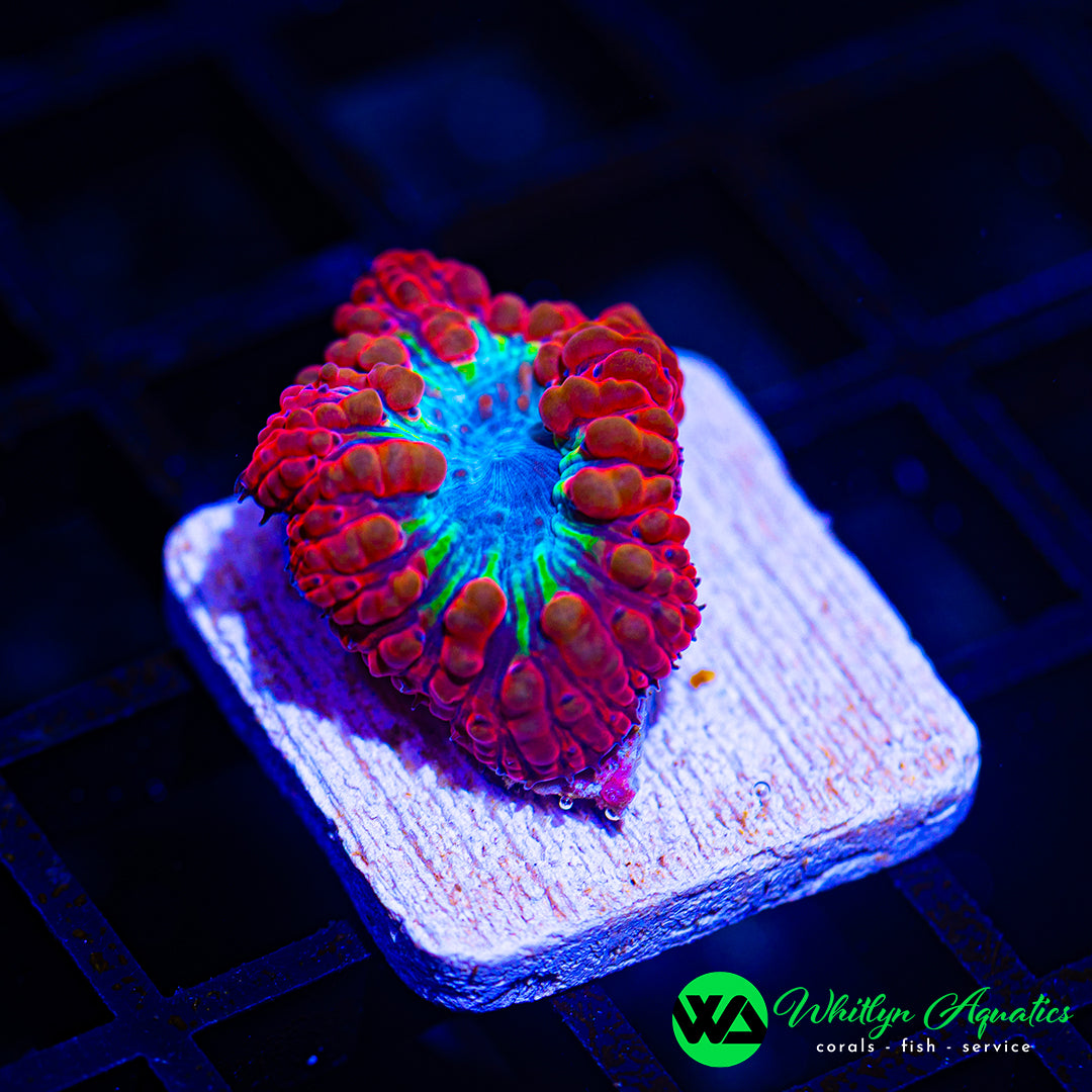D58 - [NEW RELEASE!] WA Scarlet Blizzard Blasto - WYSIWYG