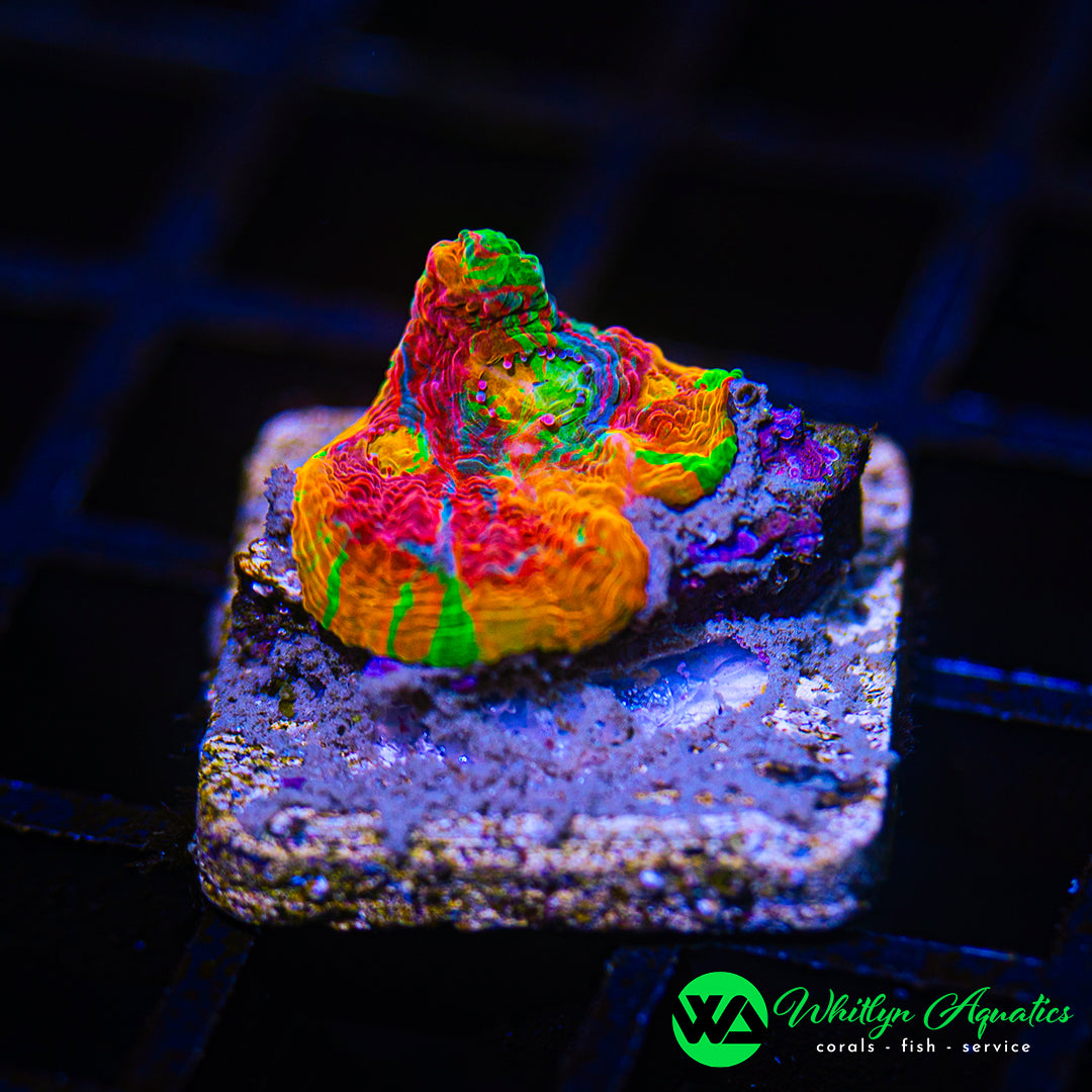 A58 - WA Jellybean Chalice - WYSIWYG
