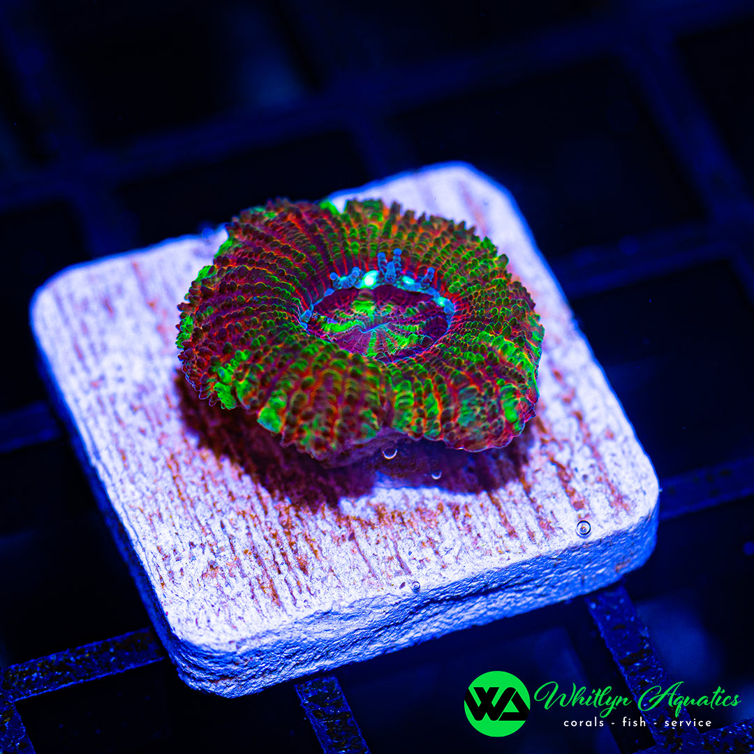D59 - [NEW RELEASE!] WA Sour Punch Asian Acan - WYSIWYG