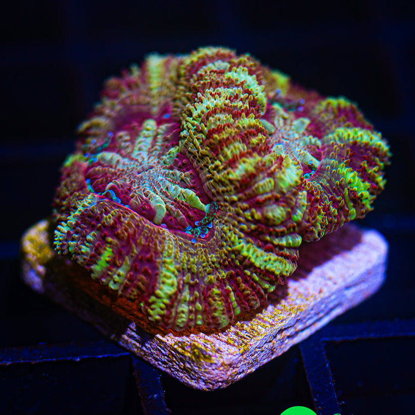A59 - WA Golden Arches Asian Acan - WYSIWYG