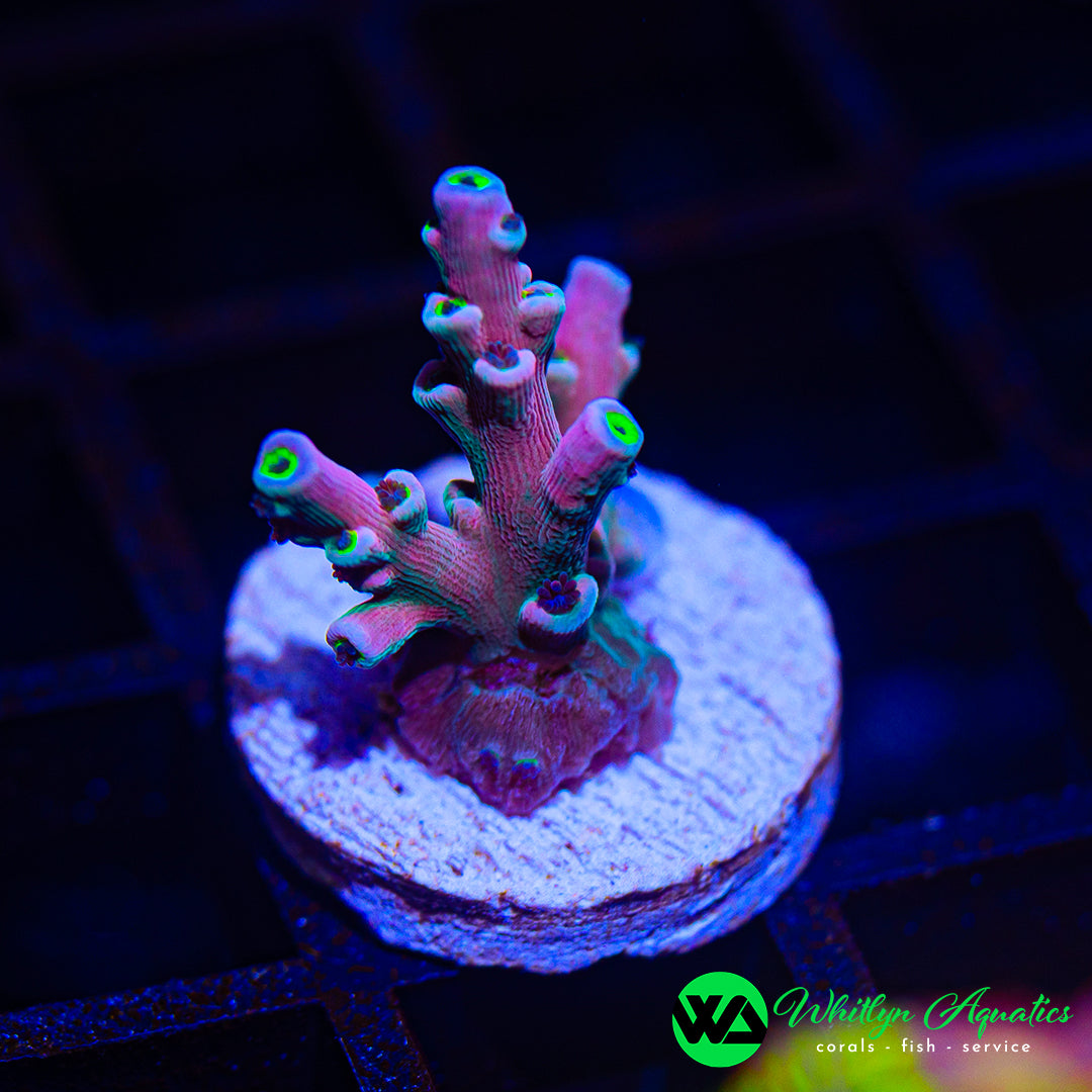 A59 - WA Vivid Insanity Acro - WYSIWYG