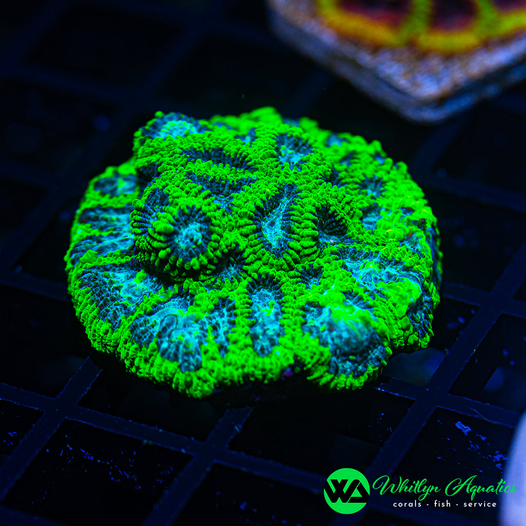 WA Electric Tide Favia